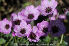 Geranium cin. 'Ballerina'