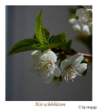 kirschblüten