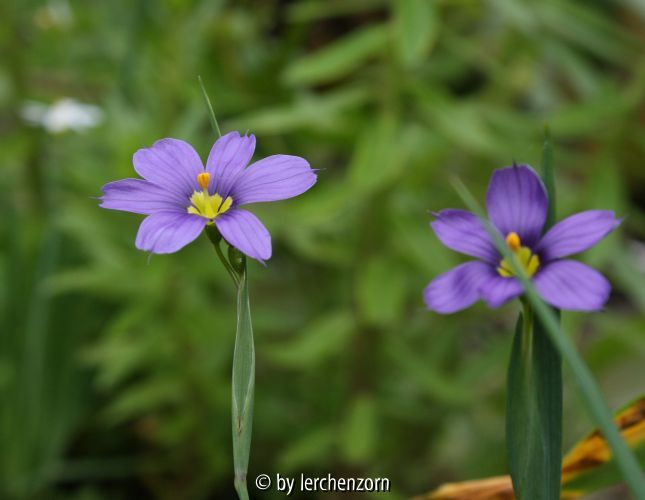Sisyrinchium LUCERNE