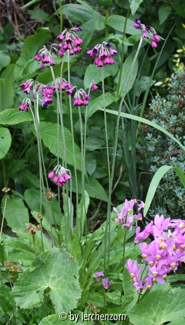 Primula secundiflora