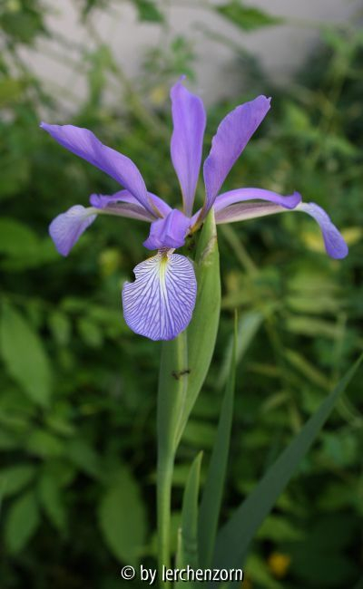 Iris carthalinae