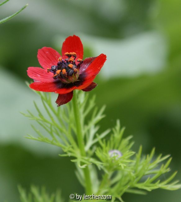 Adonis cf. annua
