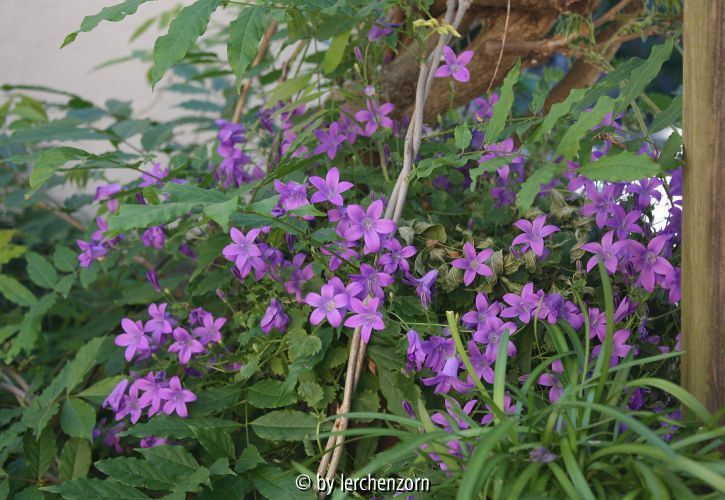 Campanula portenschlagiana