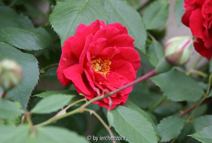 Kletterrose, unbek.