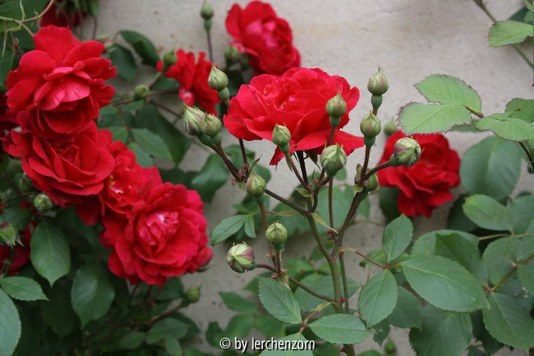 Kletterrose, unbek.
