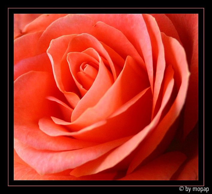rose