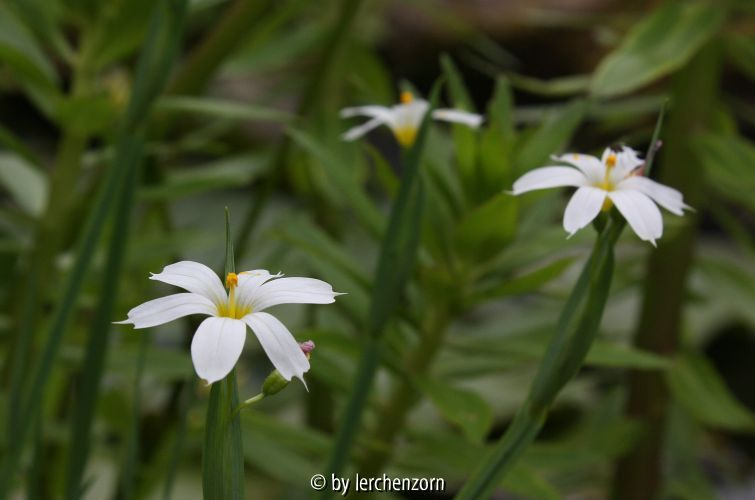 Sisyrinchium MRS. SPIVEY