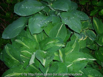 Hosta nach Gewitter
