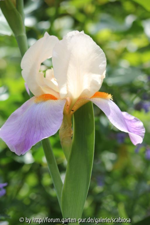 Tall bearded Iris Name?