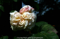 madame x alias alchymist