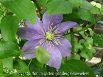Clematis Prince Charles