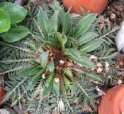 Carduncellus rhaponticoides