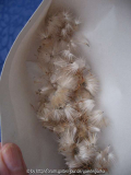 Samen von Carduncellus rhaponticoides
