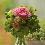  Alchemilla mit Edenrose