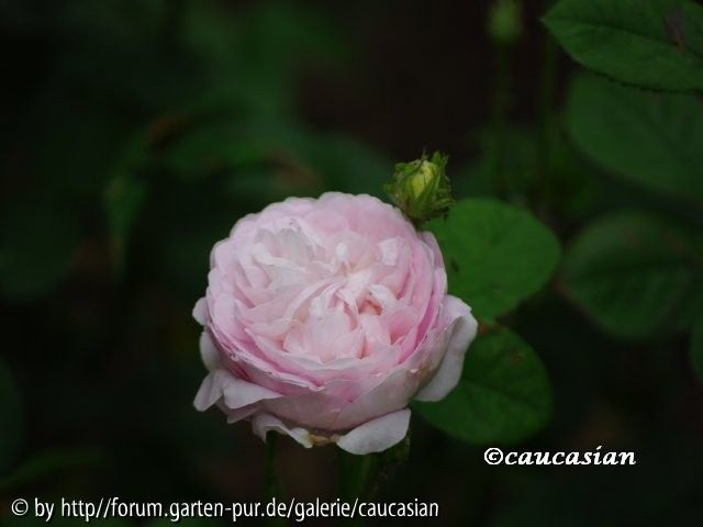 Duchesse de Montebello