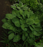 plantaginea