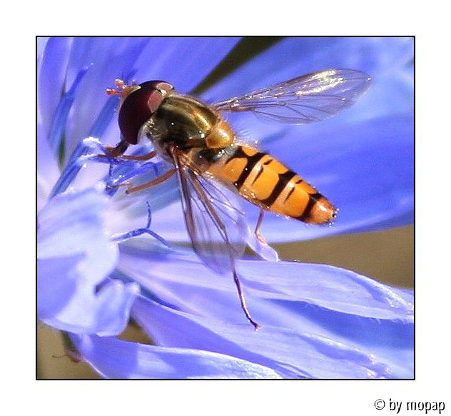 schwebfliege