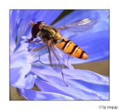 schwebfliege