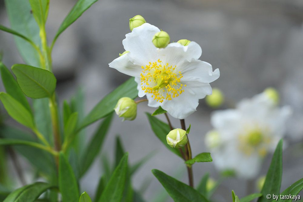 carpenteria blüte