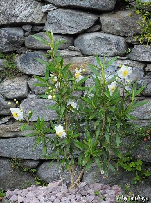 carpenteria californica14 ganz