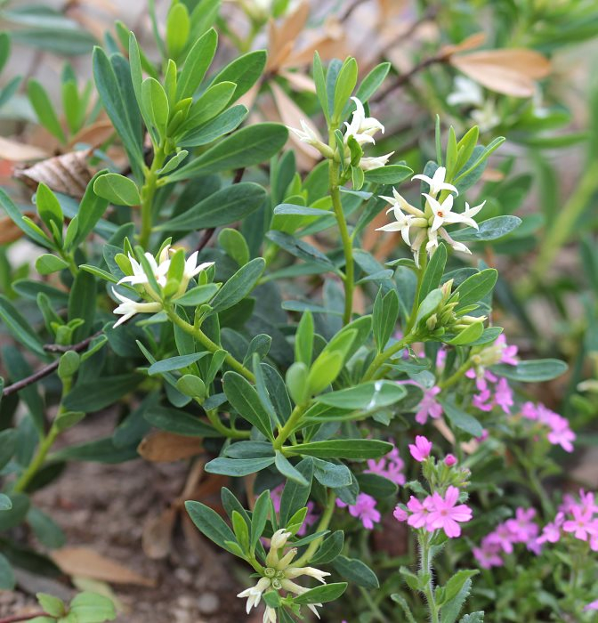 Daphne oleoides