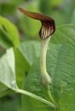 Aristolochia rotunda