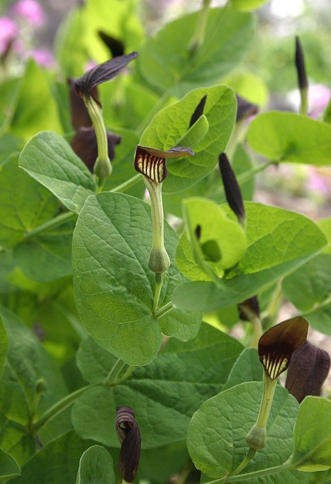 Aristolochia rotunda