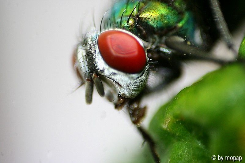 grün schillernde fliege