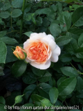 20140526_194701b.jpg