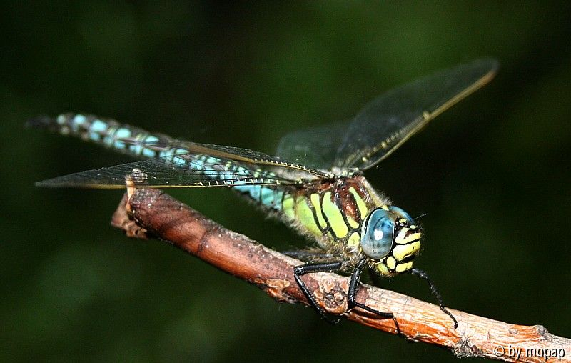libelle