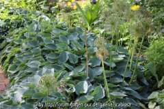 Hostas im Staudenbeet (Halcyon?)