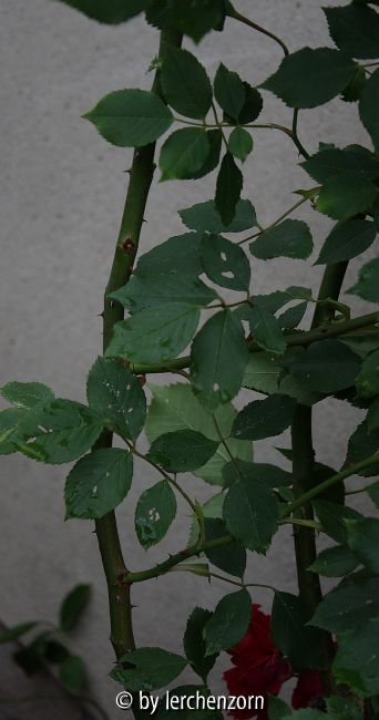 Kletterrose, rot