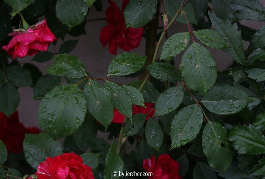 Kletterrose, rot