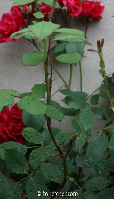 Kletterrose, rot
