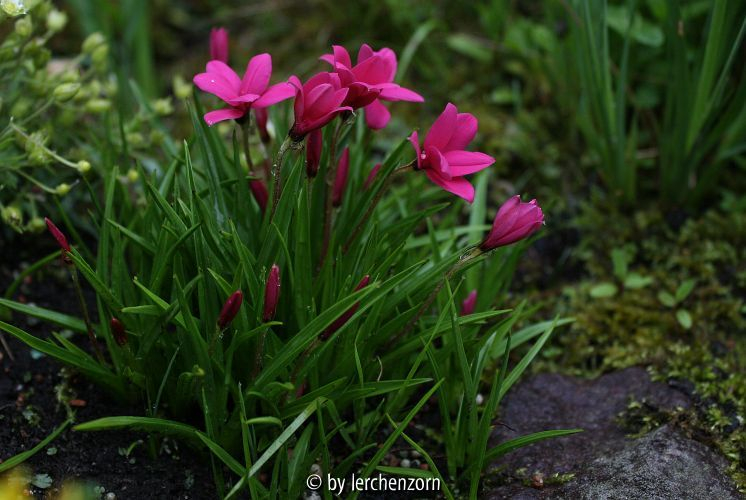 Rhodohypoxis TETRARED