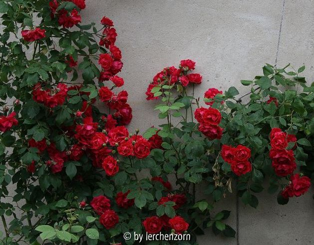 Kletterrose, rot