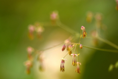 Thalictrum kiusianum mit Fragezeichen