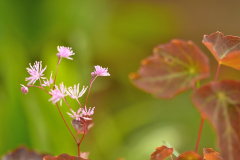 Thalictrum ichangense