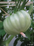Big White Pink Stripes 06