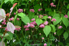akelei-rosa1.jpg
