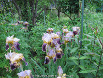 Iris barbata _Balder_ 140529.jpg