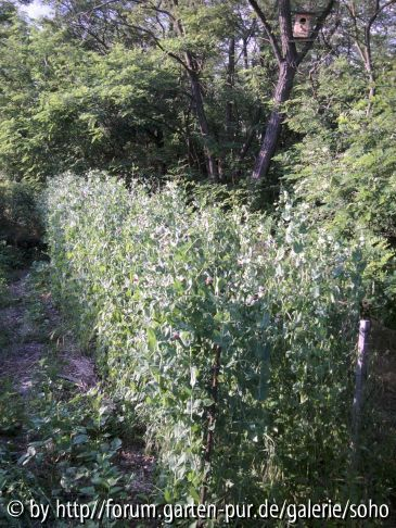Wintererbsen Hecke
