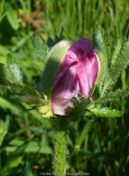 Papaver-Harlem_14-1.jpg