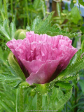 Papaver-Harlem_14-2.jpg