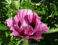 Papaver-Harlem_14-4.jpg