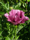 Papaver-Harlem_14-3.jpg