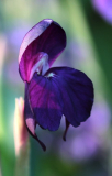 Roscoea humeana