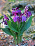 Roscoea humeana