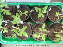 Tomaten am 09_05_ 2006.jpg