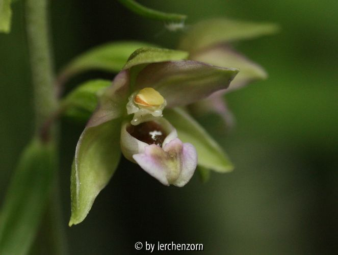 Epipactis helleborine